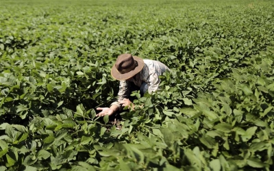 Brazil extends emergency use of emamectin benzoate against H. armigera in six states