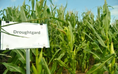 USA: Water use, drought-tolerant hybrids still key to dryland crop production