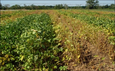 First case of soybean rust in commercial fields confirmed in Brazil