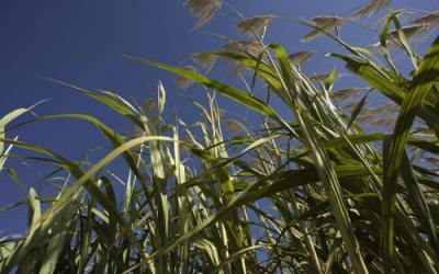 2017/18 corn acreage in Brazil could disappoint