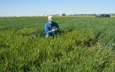 Koch Agronomic Services to launch CENTURO nitrification inhibitor and ANVOL urease inhibitor
