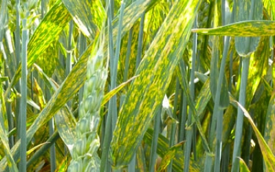 Argentina suffers largest yellow rust attack since 1930