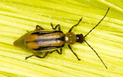 New study identifies genetic basis for western corn rootworm resistance in maize