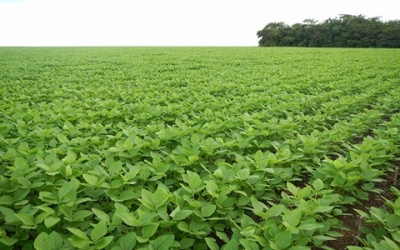 Helicoverpa armigera attacks Intacta RR2 Pro soybean in Brazil
