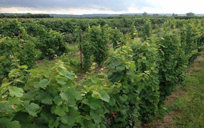 Fungus threatens Brazilian farms