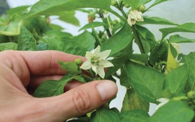 Koppert launches first bioinsecticide for control of psyllid in Brazil