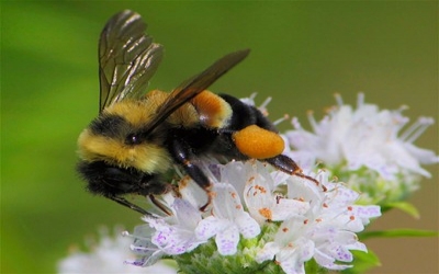 US researchers find drastic decline in New Hampshire's bumble bees