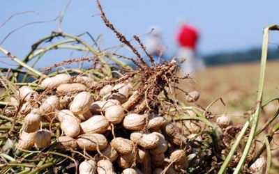 Peanut genetic code now mapped, ready to unlock plant's potential