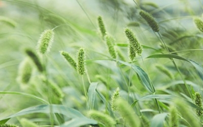 Danforth Center scientists uncover a genetic mechanism that could enhance yield potential in cereal crops
