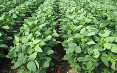USA: Expanding conventional soybean markets and filling niches