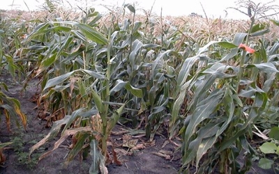 Northern corn leaf blight genes identified in new study