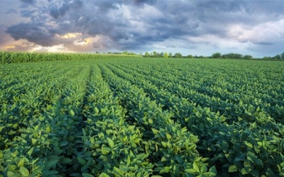 USA: What should you watch in the soybean market?