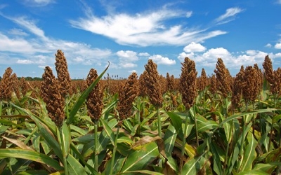University of Nebraska-Lincoln research team explores economic potential of sweet sorghum ethanol