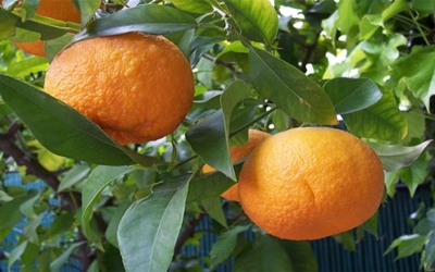 Ray of hope for citrus farmers as Greening vector's sexual pheromone identified