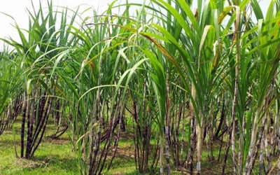 Brazil sugar mills start genetically-modified cane plantation