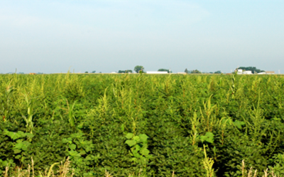 Kansas State University researchers make breakthrough toward understanding glyphosate resistance in pigweeds
