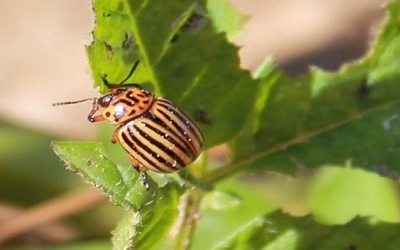 Beetle-resistant potato varieties Potato
