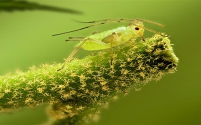 Research suggests plants and predators might work together to control aphids
