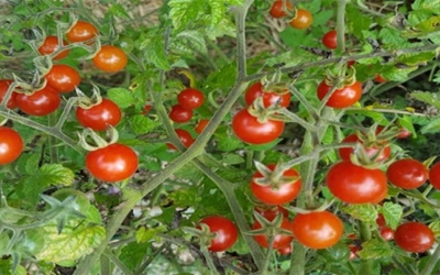 Open-access wild tomato genome offers valuable insights for tomato growers, crop scientists