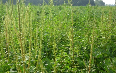 USDA's National Institute of Food and Agriculture invests in research to develop genetic control of waterhemp