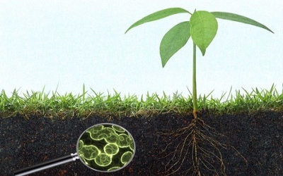 Global agricultural microbials market to reach USD 6.01 Billion by 2022
