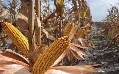 Drought severely stresses Argentina corn, soybeans
