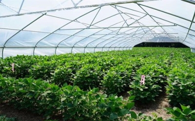 Tennessee scientist works to increase crops' water saving potential