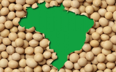 Soybean prices remain strong in Brazil