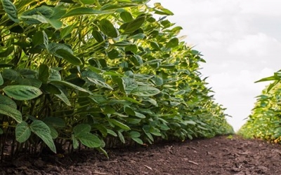 New Iowa State University research could help farmers diagnose soybean stresses with a smartphone