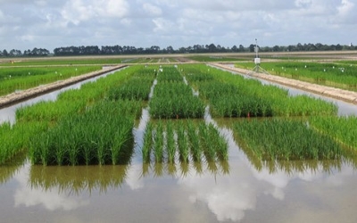 Louisiana State university AgCenter releases new rice hybrid