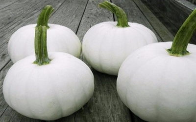 New squash, melon and pumpkin varieties developed at the University of New Hampshire now available