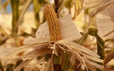 U.S. wants China to approve more biotech crops under trade deal