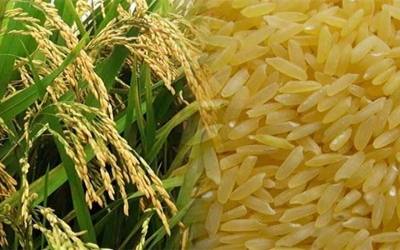 Golden Rice meets food safety standards in three global leading regulatory agencies