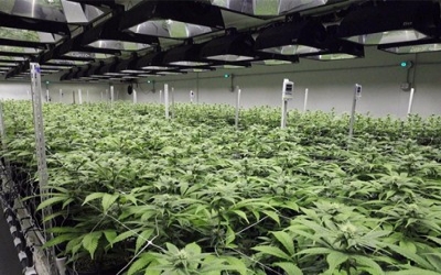Try togetherness: Study promotes cooperative weed management to curb herbicide resistance