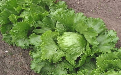 Gene discovery may yield lettuce that will sprout in hot weather