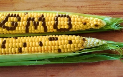 European studies disprove Seralini's GMO maize tumor claims