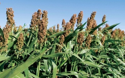 How sorghum's drought-resistant genes could benefit other crops