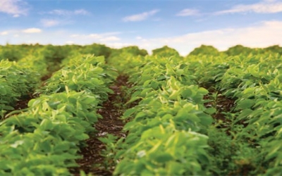 Conventional Soybeans (non-GMO) continue to find a niche in Brazil