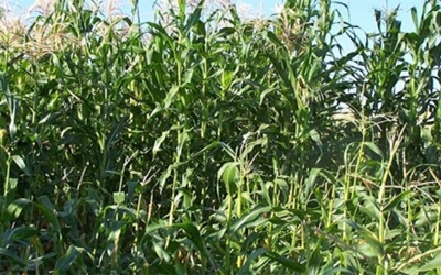 Study finds that indigenous Mexican variety of corn captures the nitrogen it needs from the air