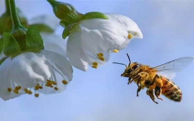 Health Canada proposes banning neonicotinoid insecticides in five years