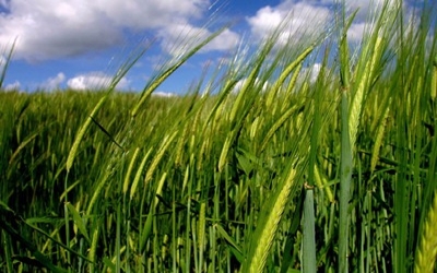 Wheat code finally cracked wheat genome sequence will bring stronger varieties to farmers