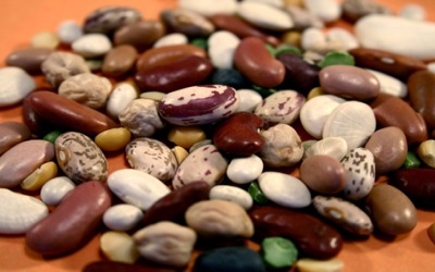 Worldwide collaboration to breed better dry beans