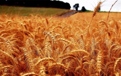 Wheat that pumps iron, naturally