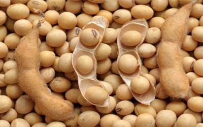 Argentina growing as non-GMO soybean world supplier