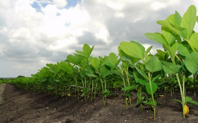 Argentina permits new soybean seed