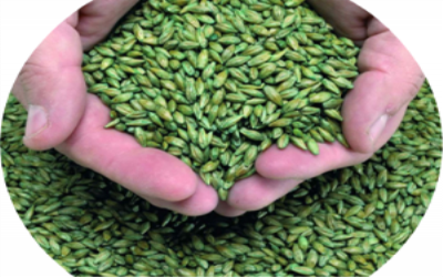 Seed treatment products against critical biological targets still await release in Brazil