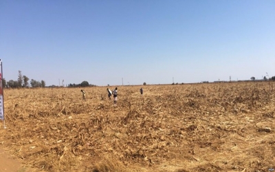 Small grain seed shortage hits southern Africa