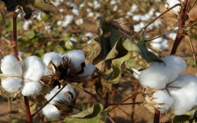 Pest attack, inadequate rains have worsened Maharashtra agriculture crisis