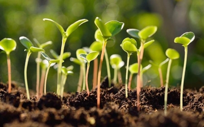 China's home-made crop seeds have surpassed foreign competition