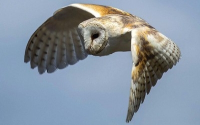 Israel achieved 60% decrease in pesticide use in open spaces following the Barn-Owl project